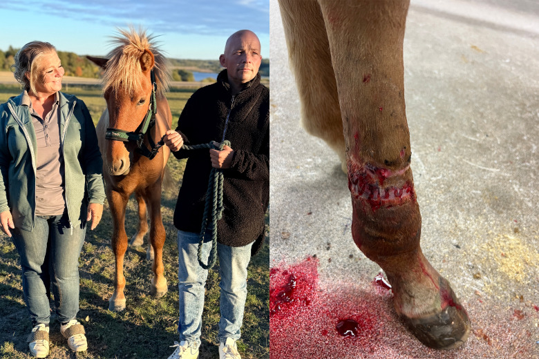 Efter ett års skaderesa – fölet Eirfaxi överlevde mot alla odds